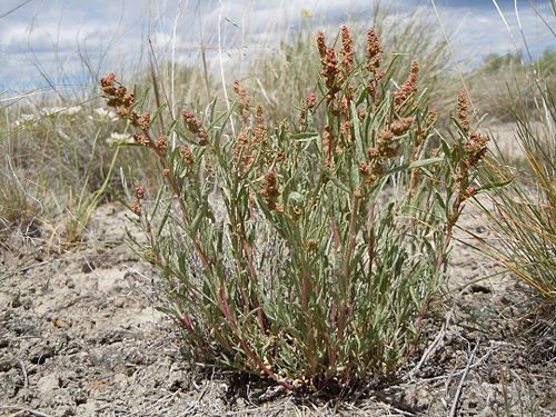 Atriplex gardneri